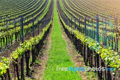 Straight Lines Of Young Grape In Vineyard Stock Photo