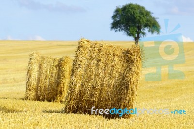 Straw Stock Photo