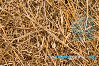 Straw Background Stock Photo