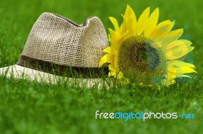 Straw Hat And Sunflower Stock Photo