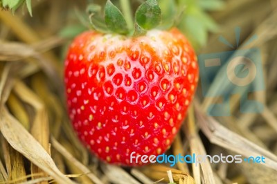 Strawberries Stock Photo