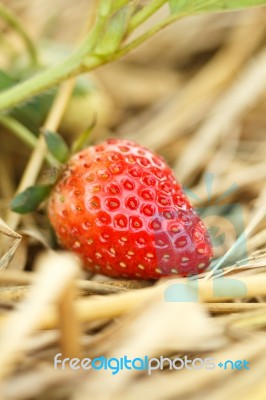 Strawberries Stock Photo