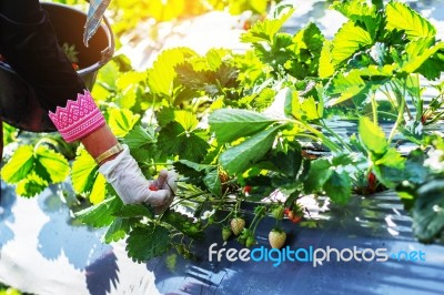 Strawberries In Hands Of A Tree Stock Photo