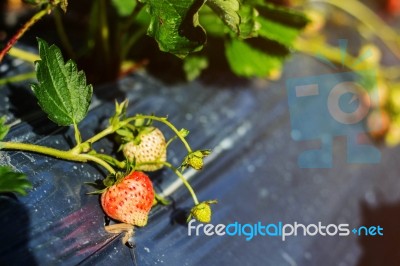 Strawberries In The Field Stock Photo