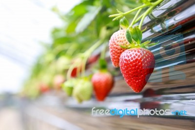 Strawberry Farm Stock Photo