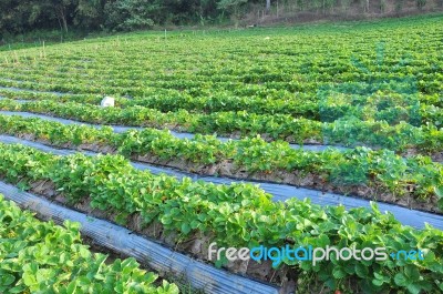 Strawberry Field Stock Photo