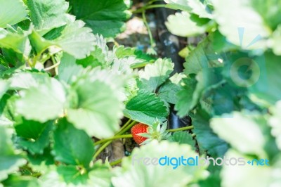 Strawberry Fruit Grows In Farm Stock Photo