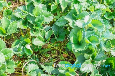 Strawberry Fruit Grows In Farm Stock Photo