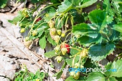 Strawberry Fruit Grows In Farm Stock Photo