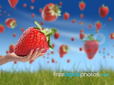 Strawberry In Hand Stock Photo