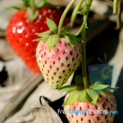 Strawberry In Plantation Field On Natural Background Stock Photo