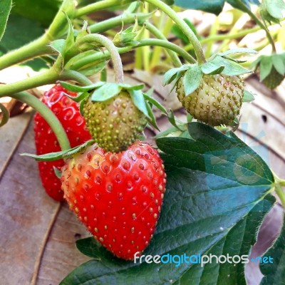 Strawberry In Plantation Field On Natural Background Stock Photo