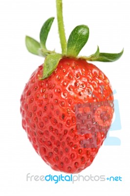 Strawberry Isolated Stock Photo