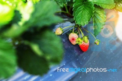 Strawberry On The Plants Stock Photo