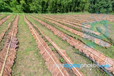 Strawberry Plantation In Thailand Stock Photo