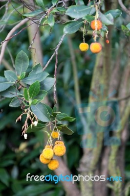 Strawberry Tree Stock Photo