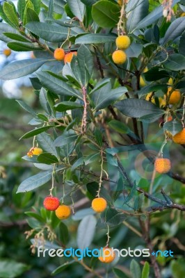 Strawberry Tree Stock Photo