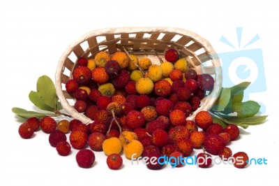 Strawberry Tree (arbutus Unedo) Fruit Stock Photo