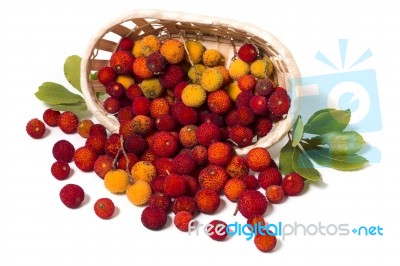 Strawberry Tree (arbutus Unedo) Fruit Stock Photo