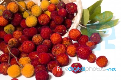 Strawberry Tree (arbutus Unedo) Fruit Stock Photo