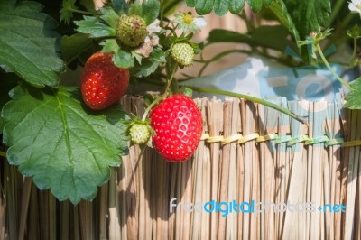 Strawberry With Planting Strawberry Background Stock Photo