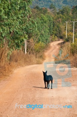 Stray Dog Stock Photo