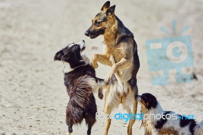 Stray Dogs On The Beach Stock Photo