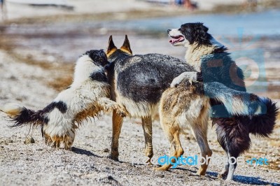 Stray Dogs On The Beach Stock Photo