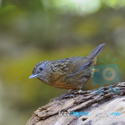 Streaked Wren Babbler Stock Photo