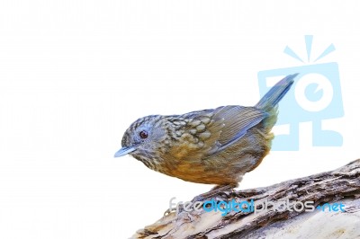 Streaked Wren Babbler Stock Photo