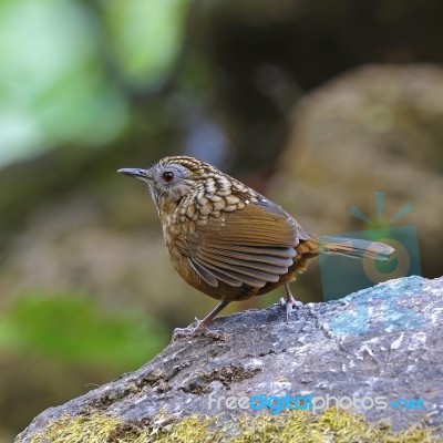 Streaked Wren Babbler Stock Photo