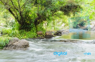 Streams In Forest Stock Photo