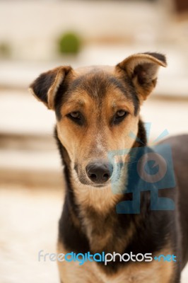 Street Dog Stock Photo