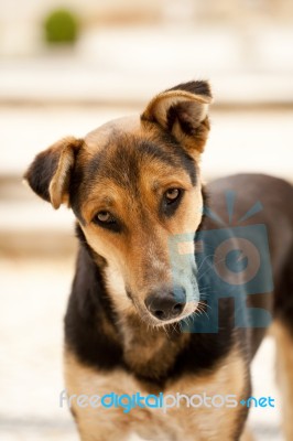 Street Dog Stock Photo