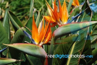 Strelitzias, Bird Of Paradise Flower Stock Photo