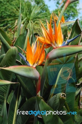 Strelitzias, Bird Of Paradise Flower Stock Photo