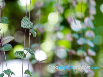 String Of Hearts Stock Photo