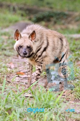 Striped Hyena Stock Photo