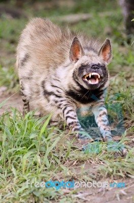 Striped Hyena Stock Photo