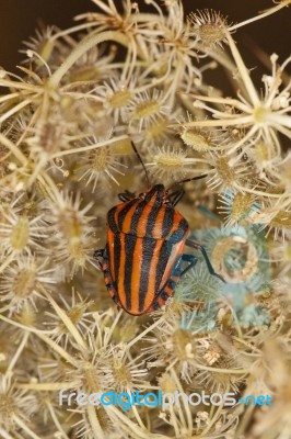 Striped Shield Bug Stock Photo