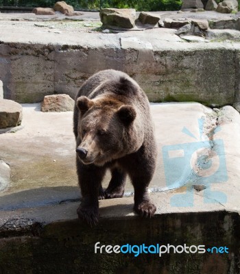 Strong Brown Bear In City Zoo Stock Photo