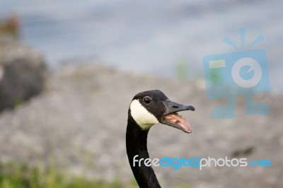 Strong Fear Of The Cakling Goose Stock Photo