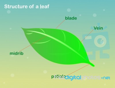 Structure Of A Leaf Stock Image