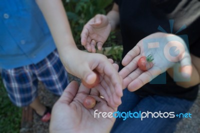 Student Boy Sharing Hand Of Tomato Stock Photo