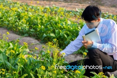 Students Are Studying Vegetables In The Garden Stock Photo