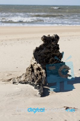 Stump On The Beach Stock Photo