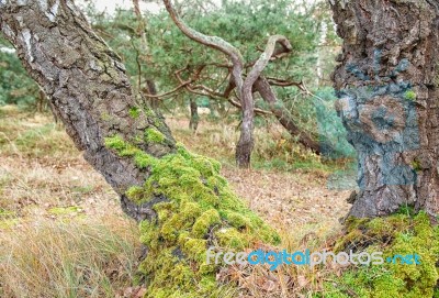 Stunted Pine And Birch On The Coast Stock Photo