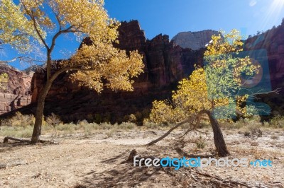 Stunted Tree In Zion National Park Stock Photo