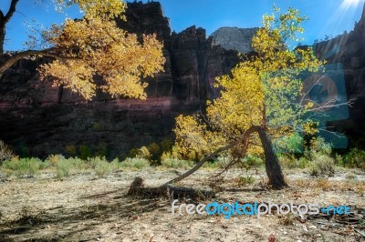 Stunted Tree In Zion National Park Stock Photo