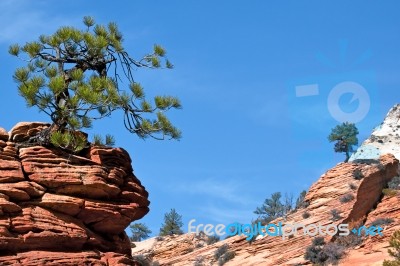 Stunted Tree On A Rocky Outcrop Stock Photo